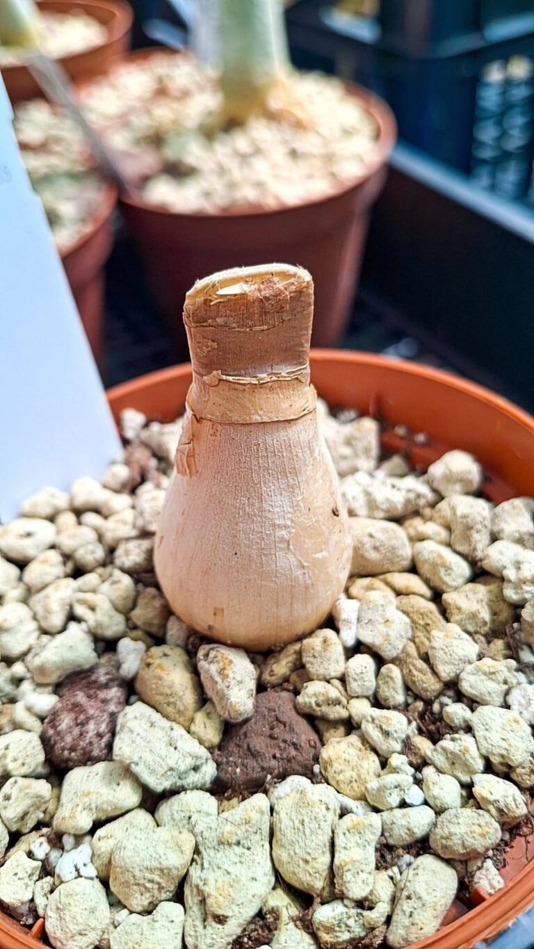 Brunsvigia Radulosa