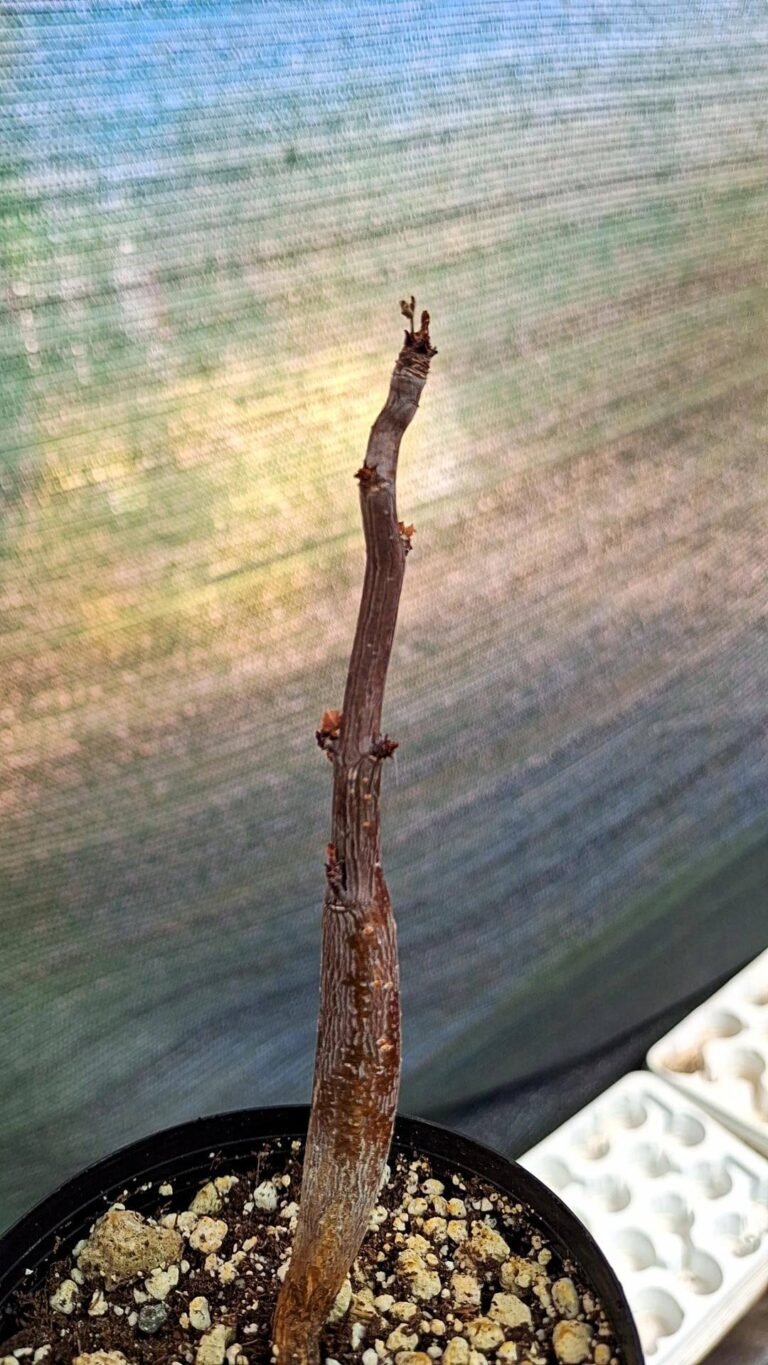 Bursera hindsiana