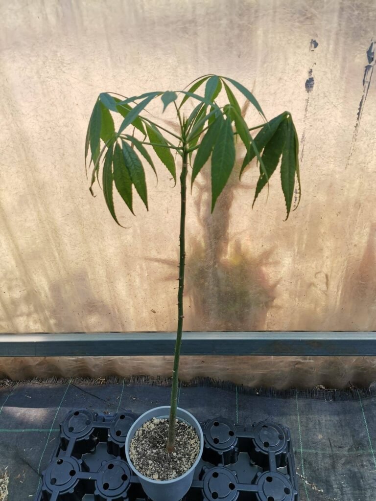 Ceiba Speciosa o Chorisia