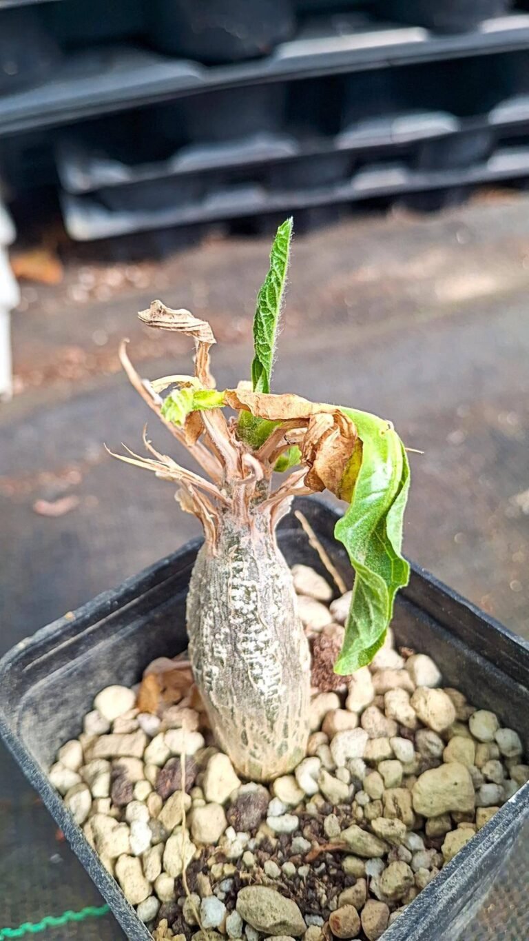 Cephalopentandra Ecirrhosa