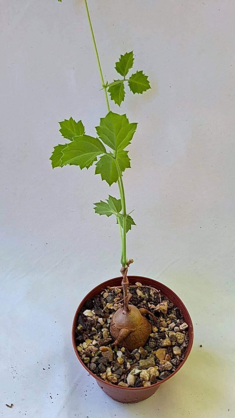Cyphostemma Adenocaule