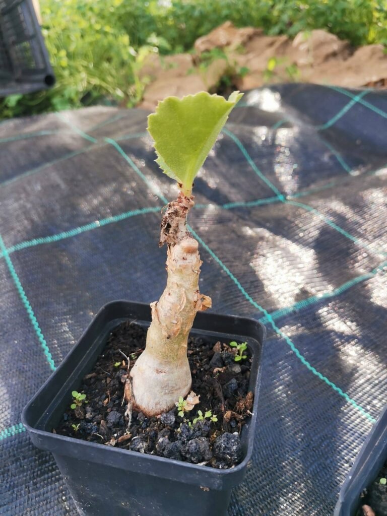 Cyphostemma Juttae