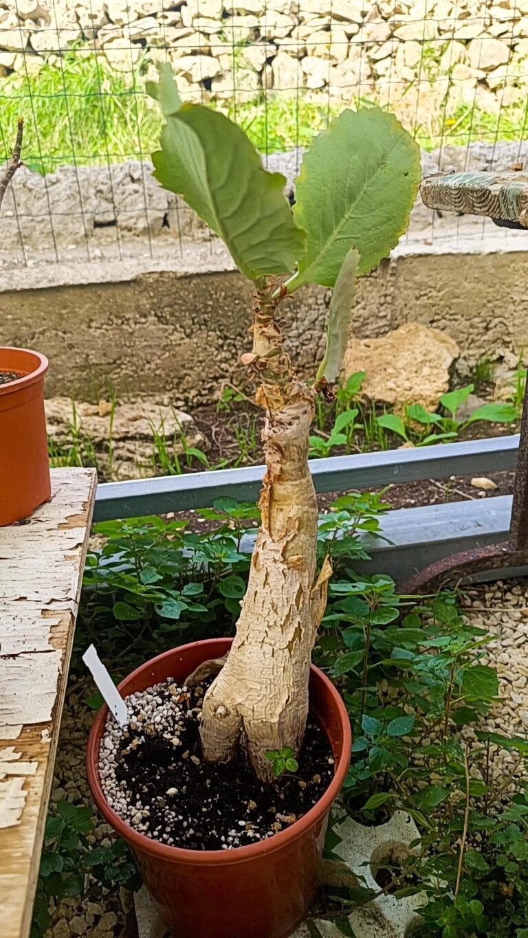 Cyphostemma Juttae Big