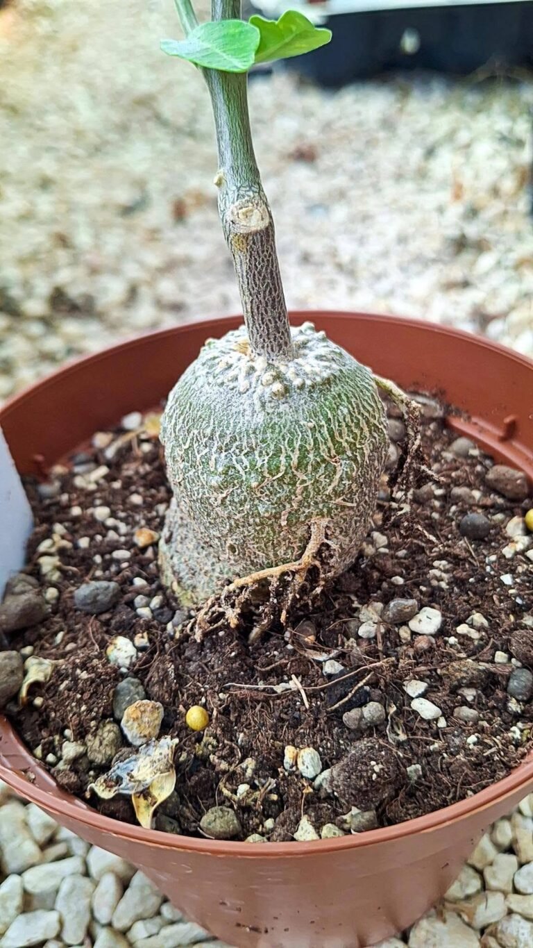Fockea Edulis
