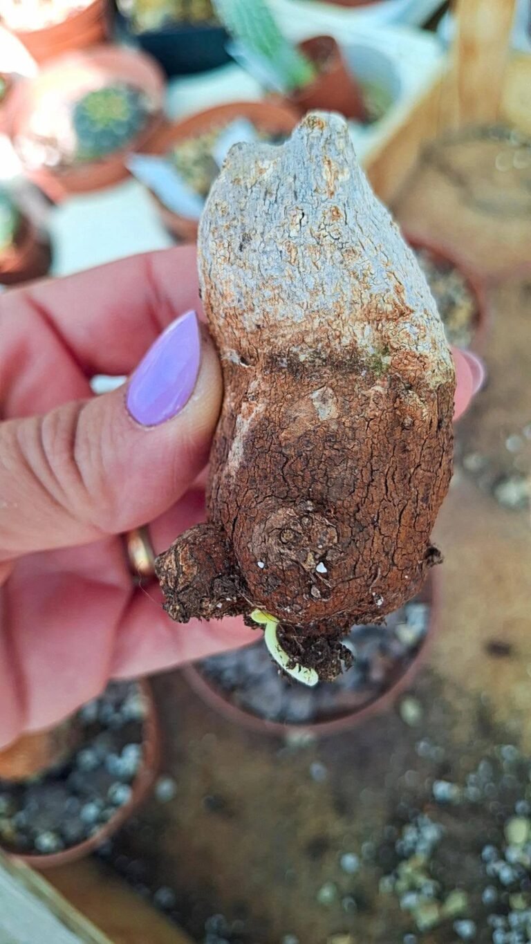 Cucurbitaceae sp. Langobaya