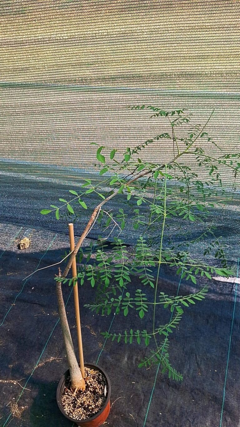 Moringa Oleifera