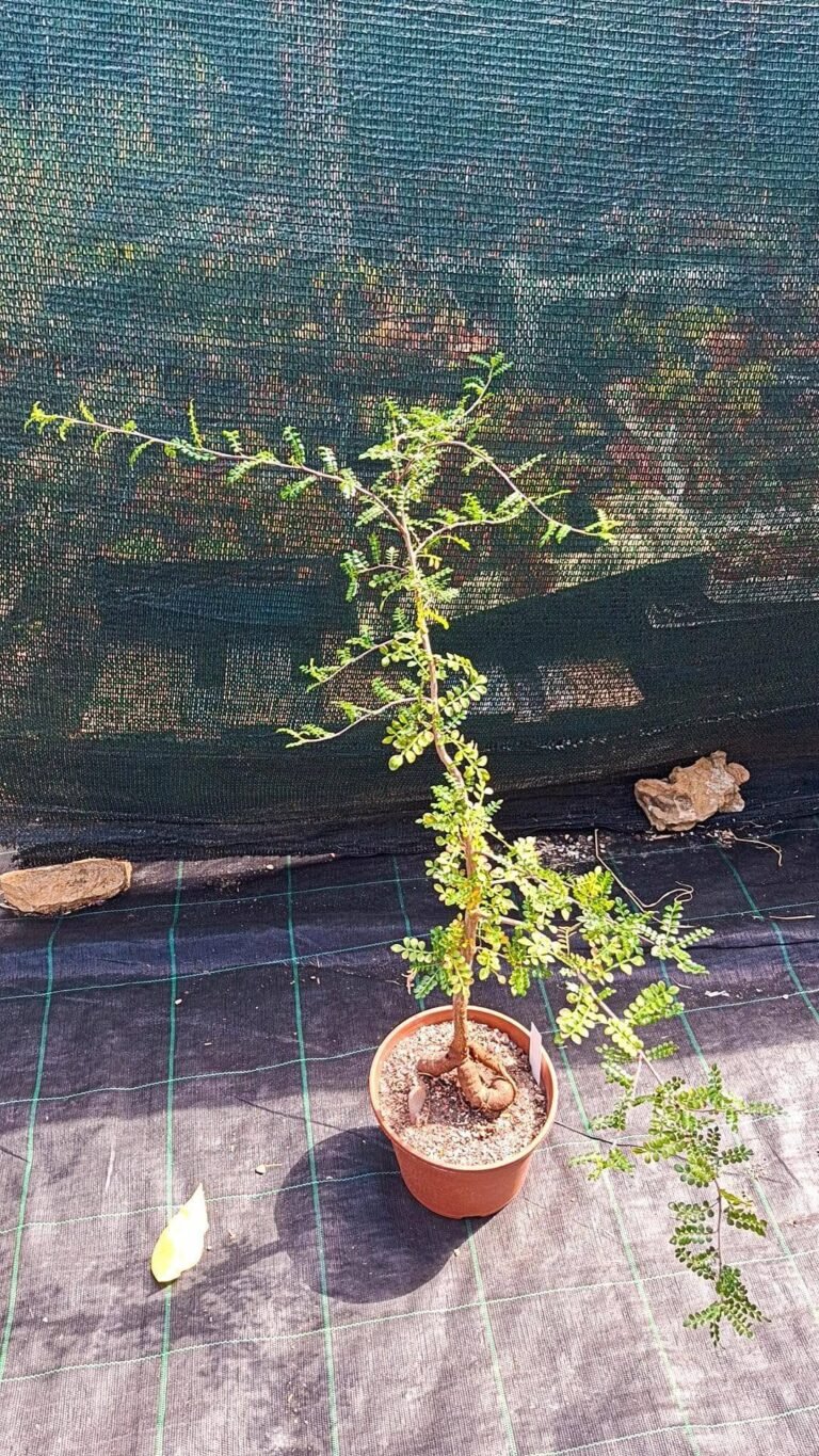 Operculicarya Decaryi