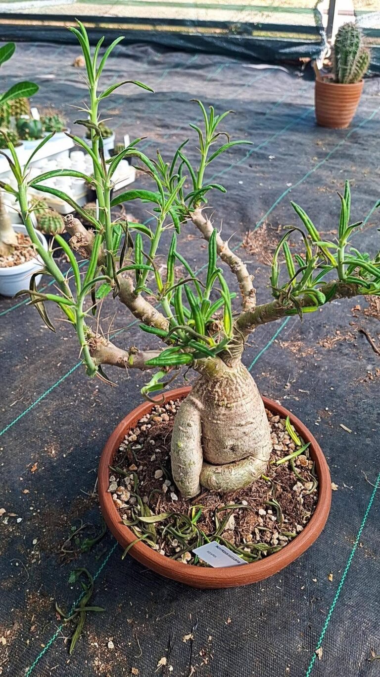 Pachypodium Succulentum