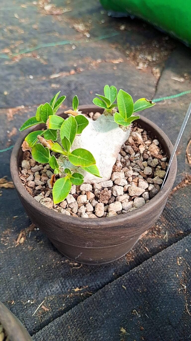 Pachypodium Brevicaule