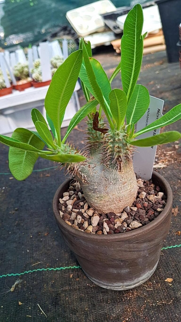 Pachypodium eburneum