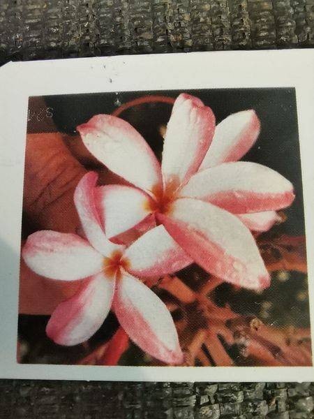 Plumeria fioritura bianco rosa
