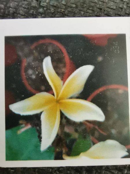 Plumeria fioritura bianco giallo