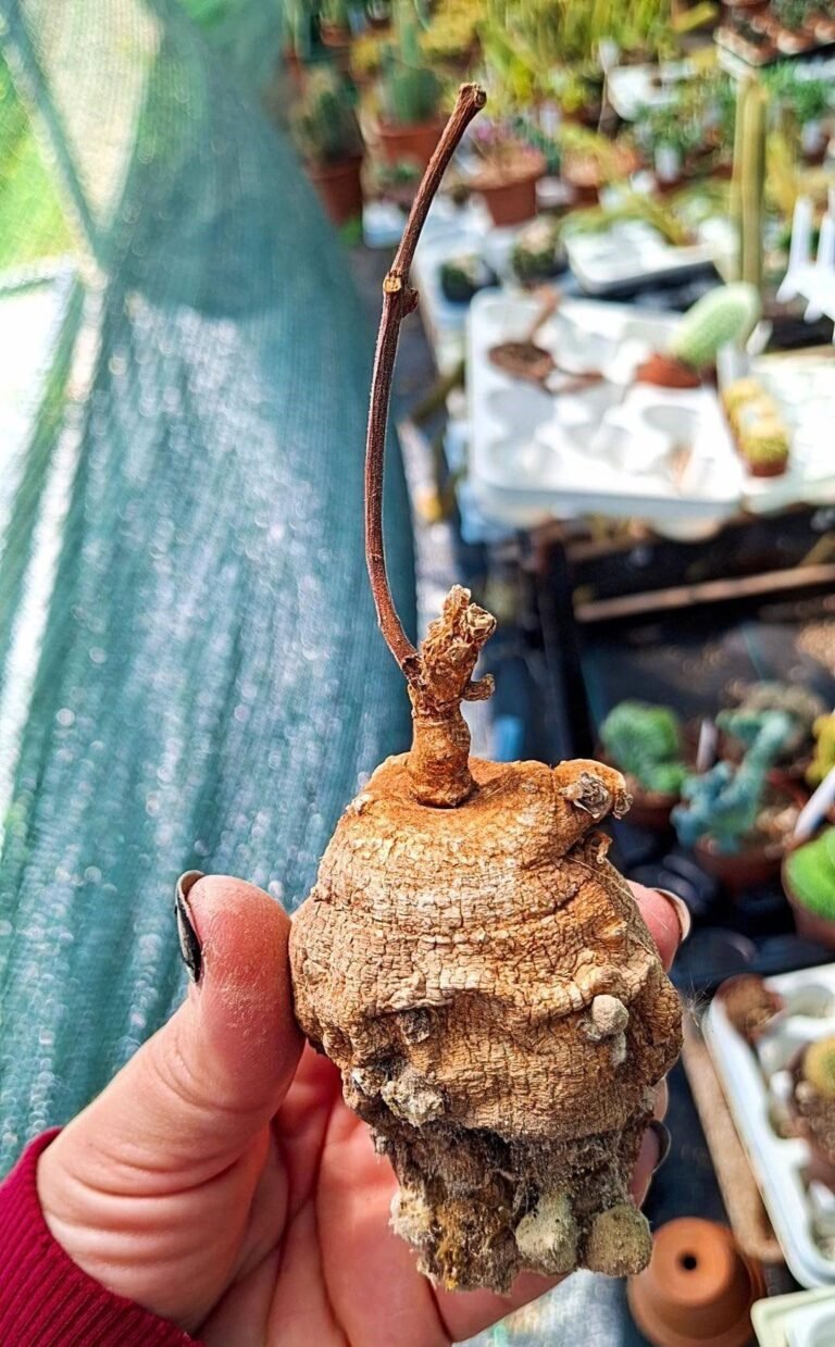 Siracactus-caudex-Raphionacme-globosa.jpg