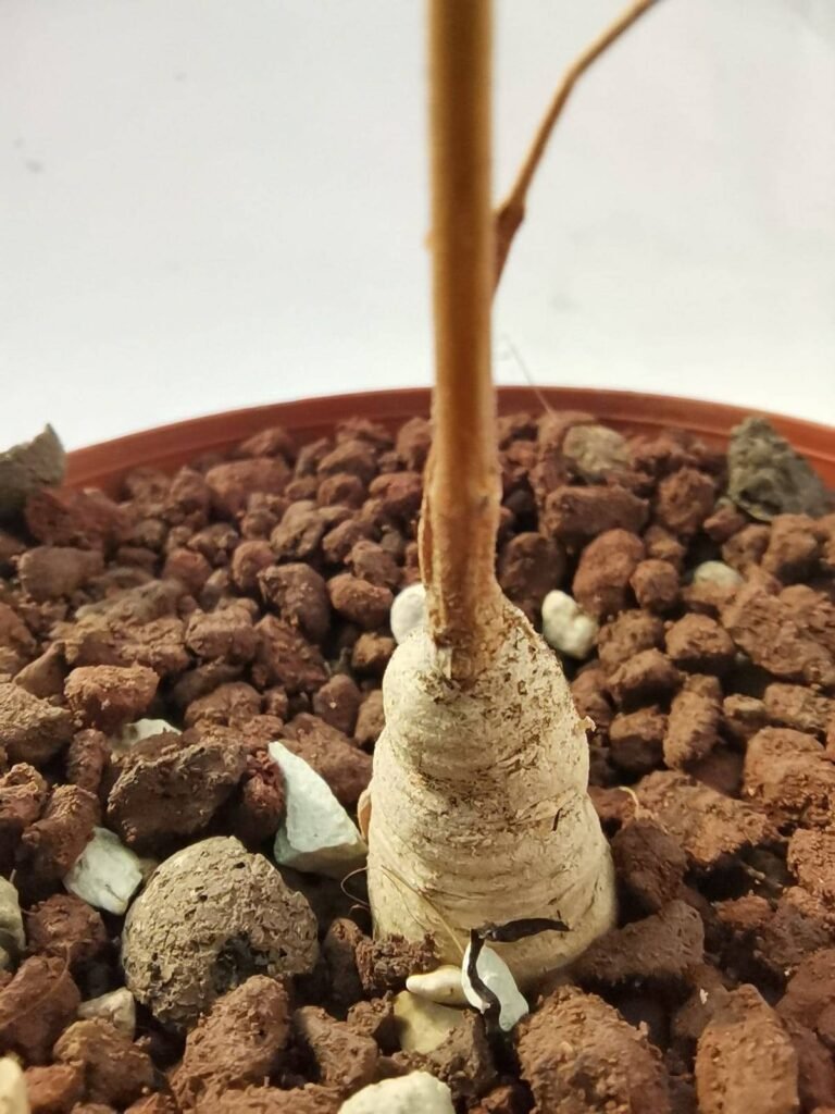 Raphionacme Lanceolata