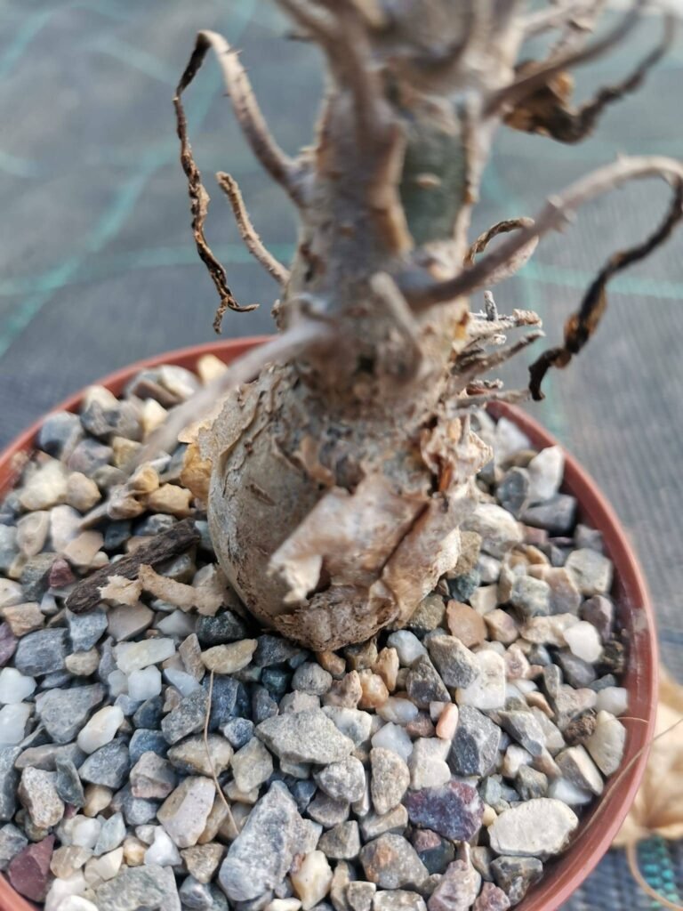 Sesamothamnus Rivae