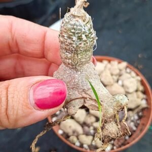Trachyandra Saltii