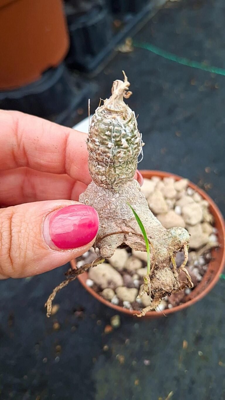 Siracactus-caudex-Trachyandra-saltii.jpg