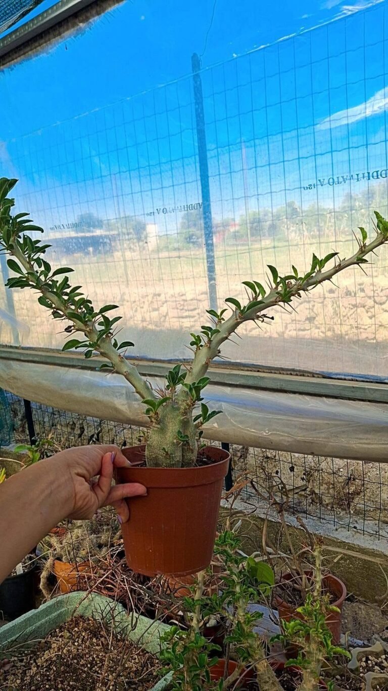 Pachypodium Saundersii big