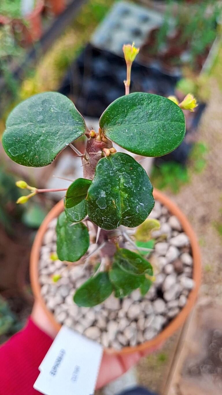 Euphorbia SP