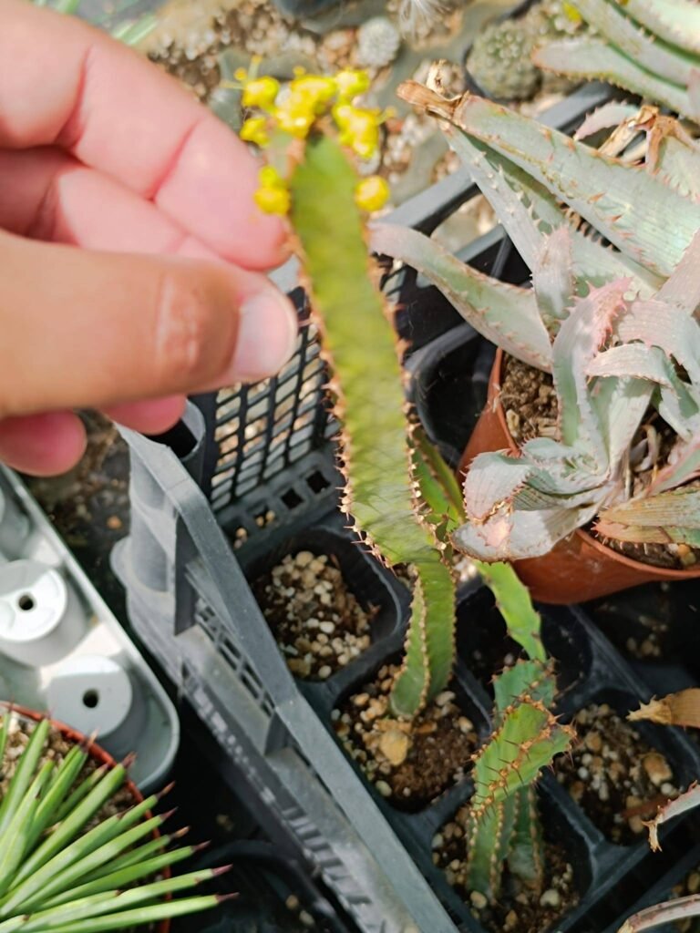 Euphorbia sp