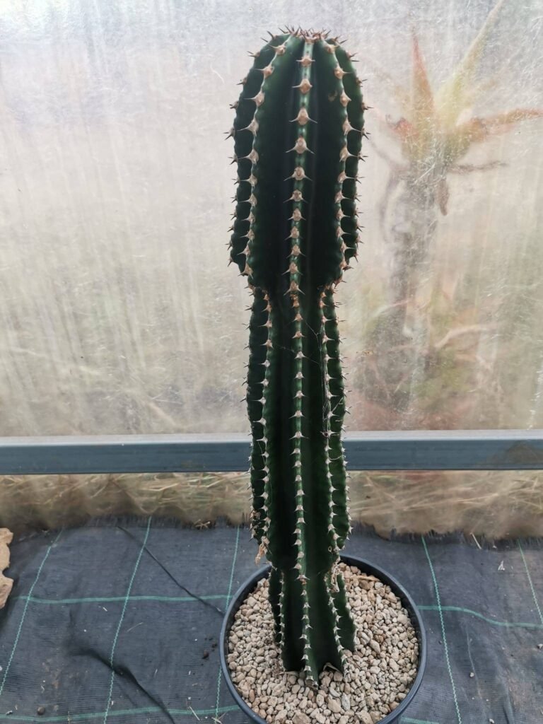Euphorbia Abyssinica
