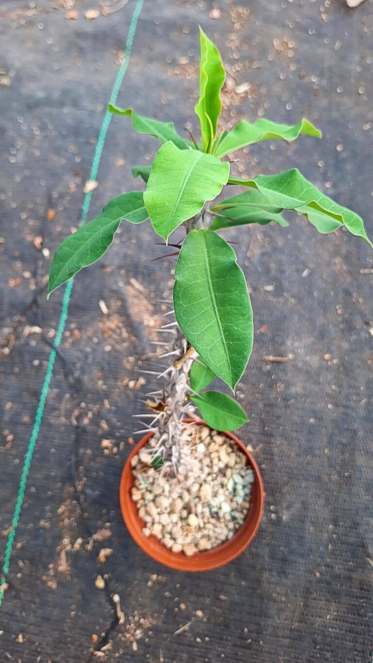 Euphorbia Antafikiensis hybrid