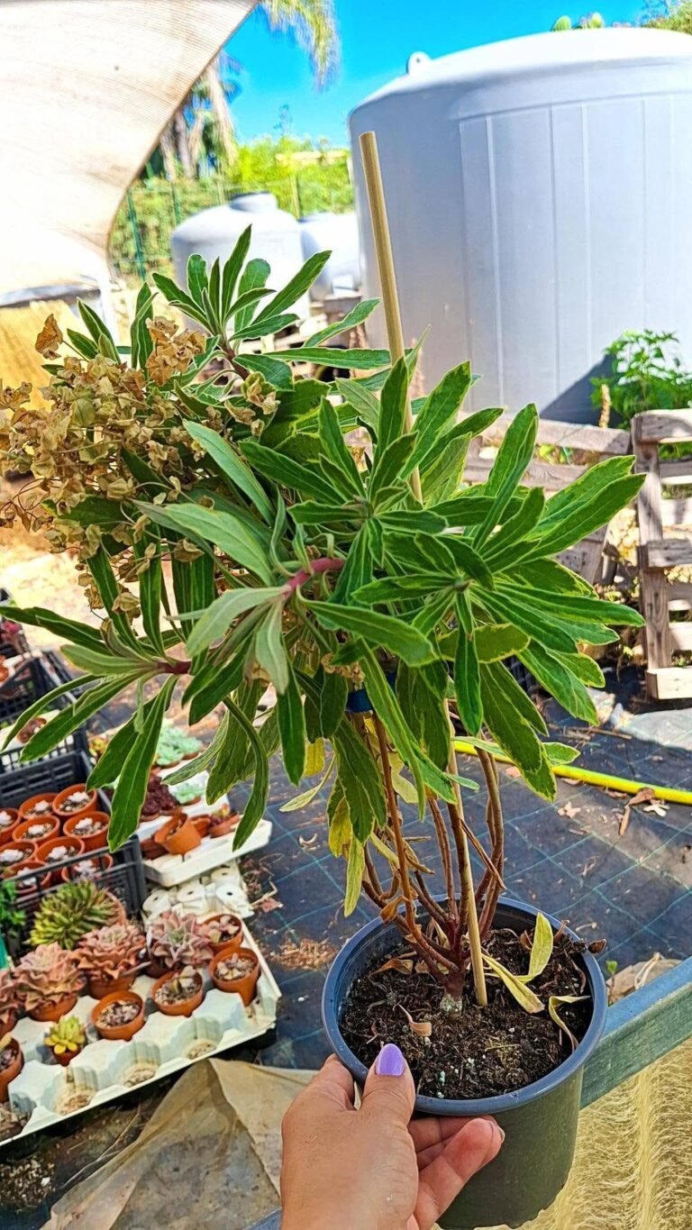 Euphorbia ascott rainbow