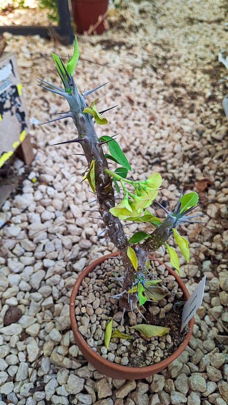 Euphorbia Croizatii