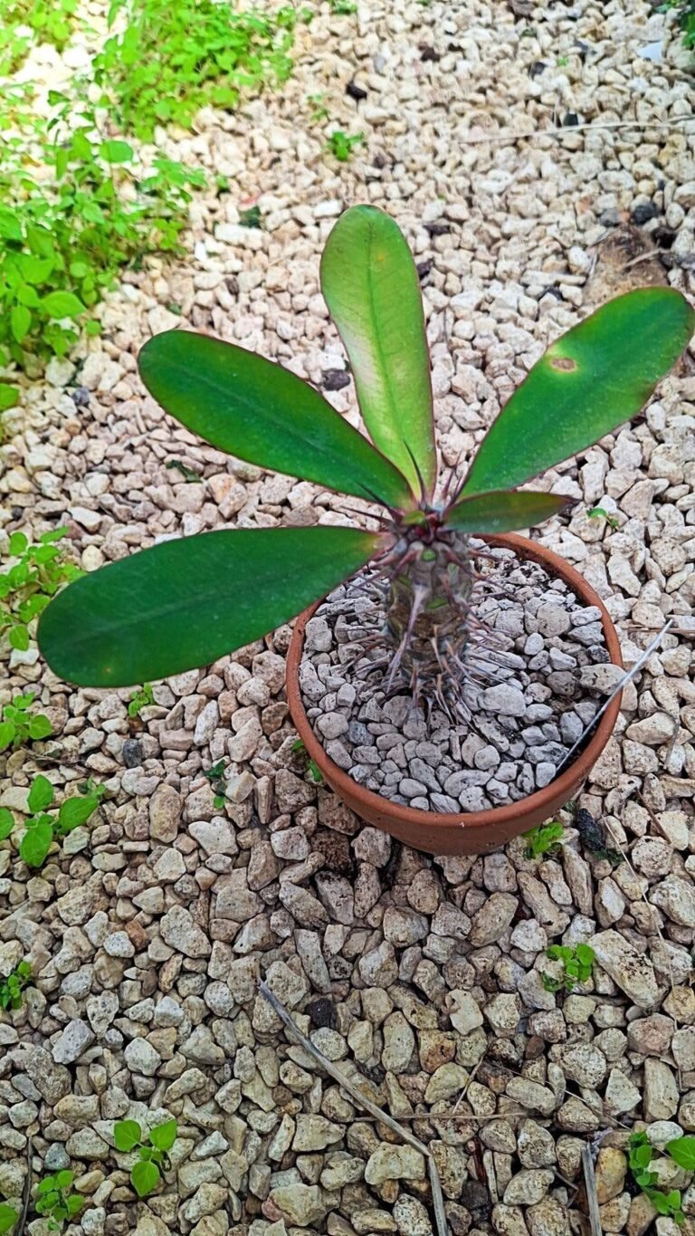 Euphorbia didieroides