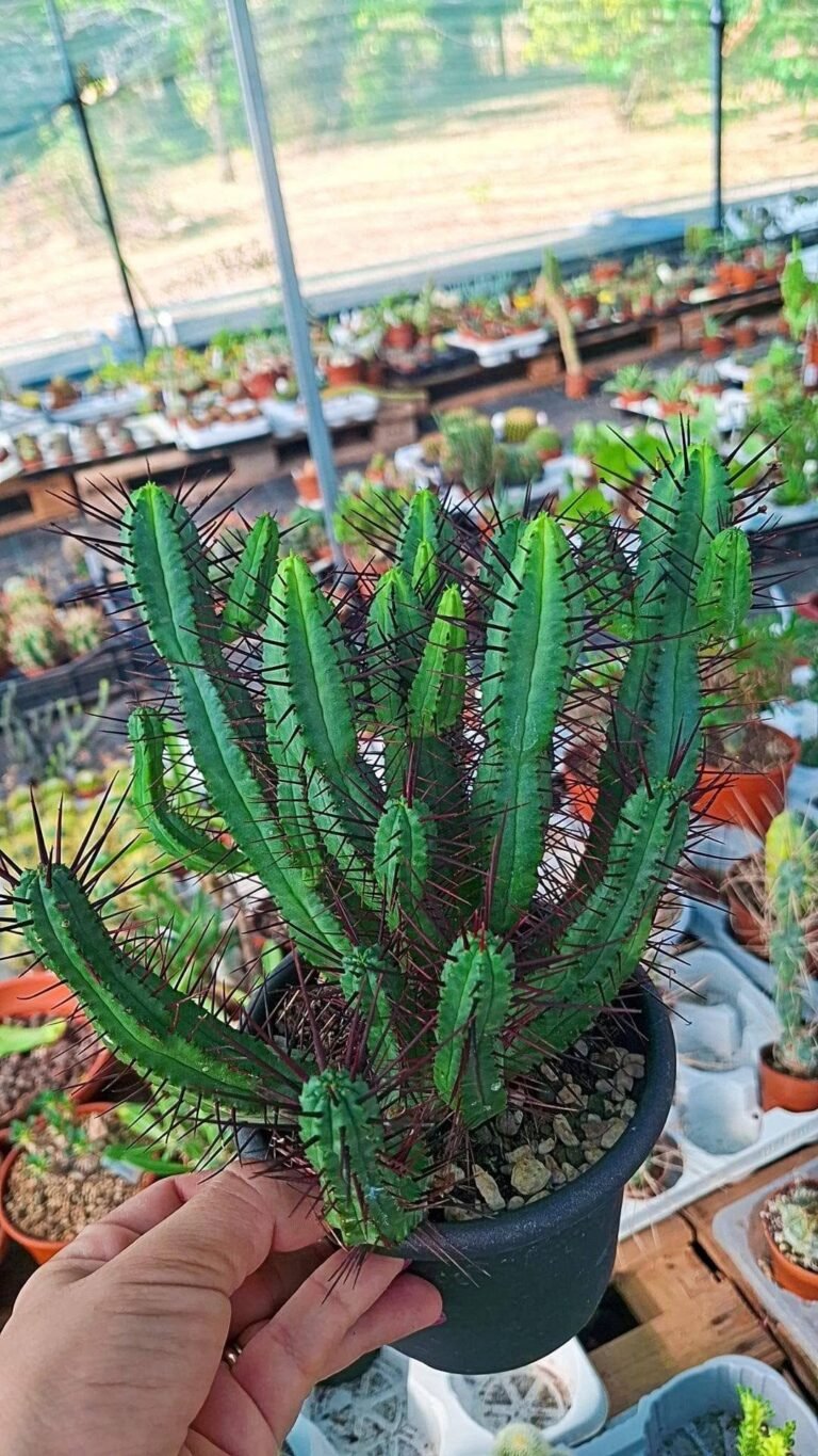 Euphorbia Enopla