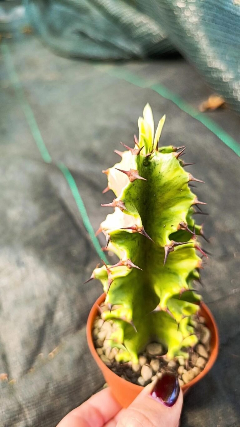 Euphorbia Eritrea Variegata