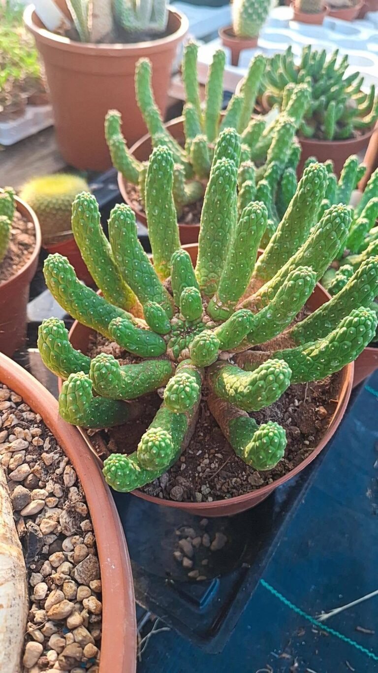 Euphorbia Esculenta
