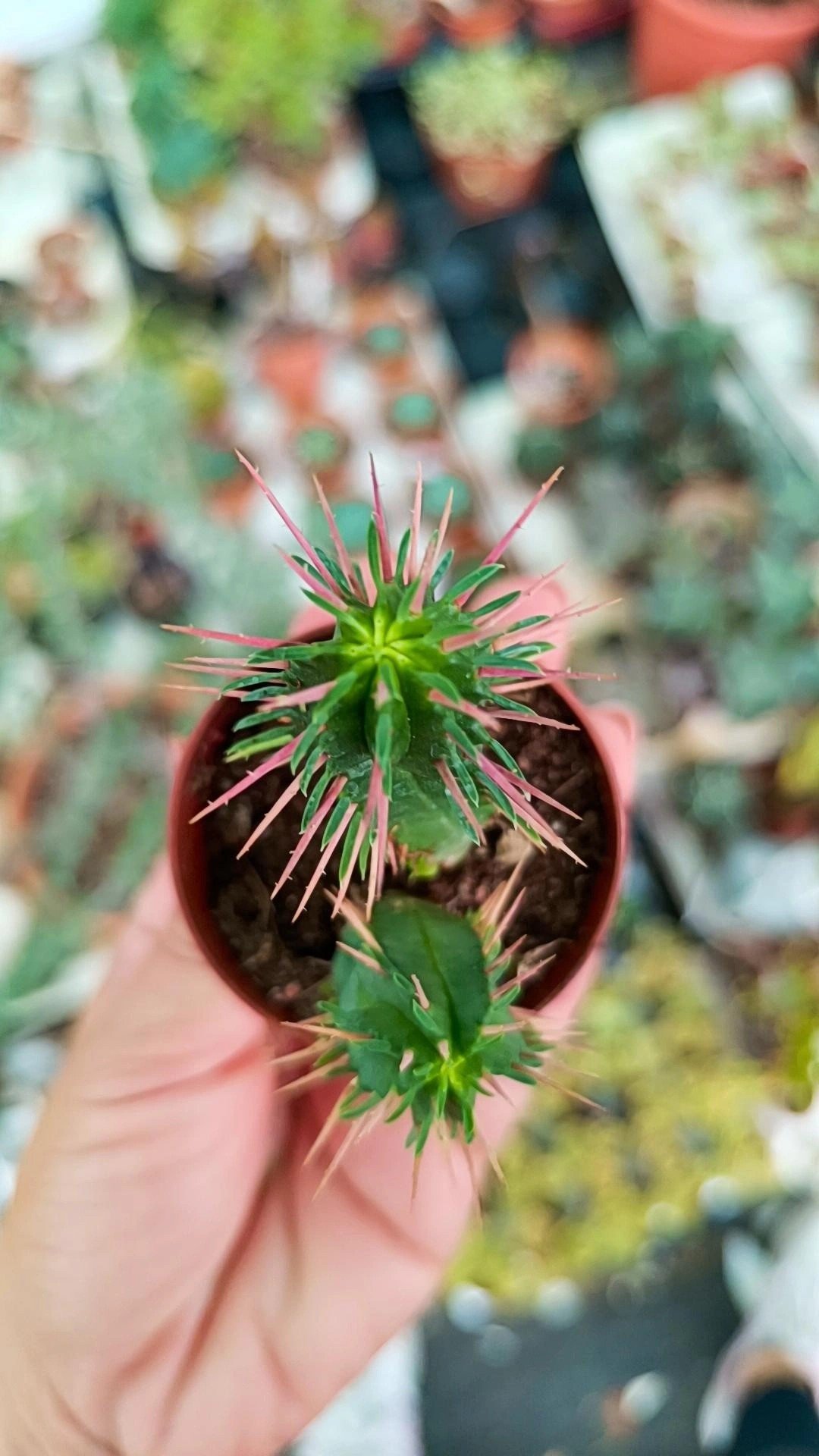 Euphorbia Ferox