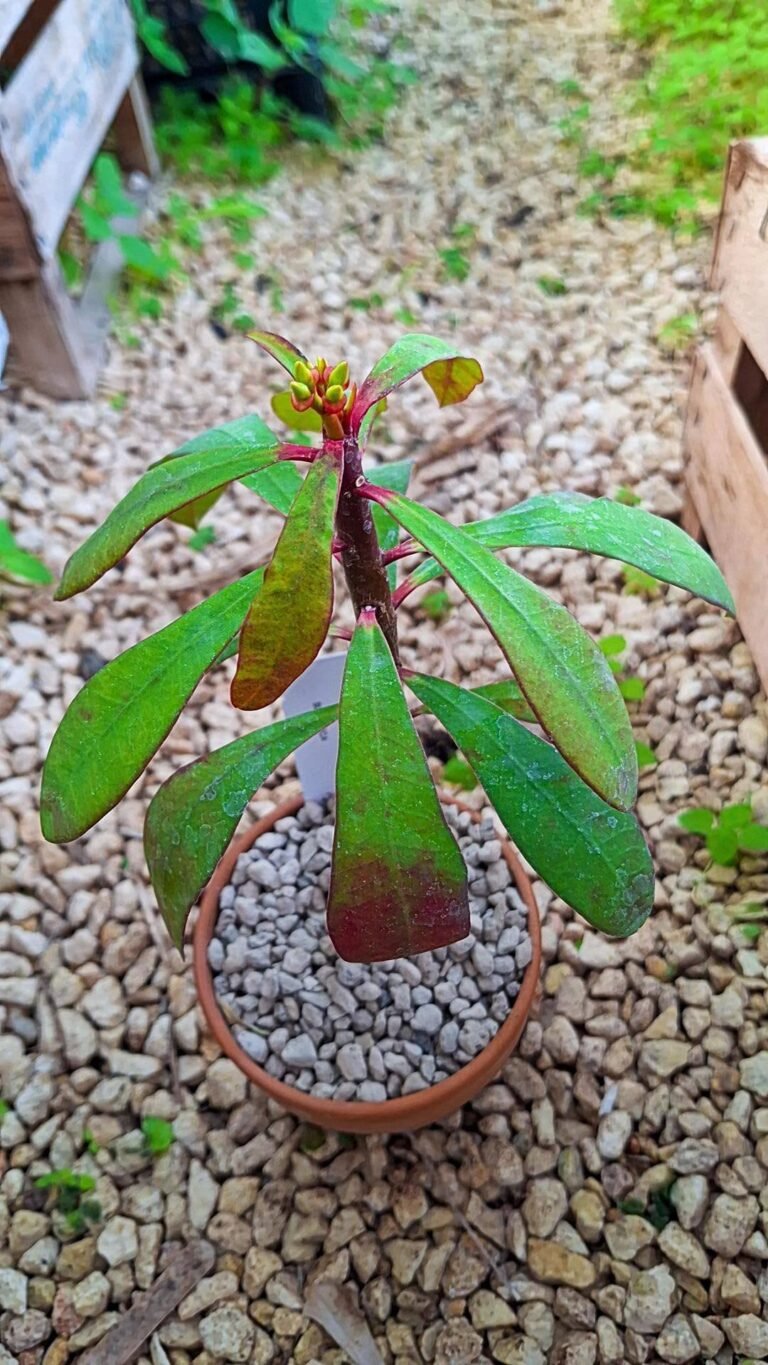 Siracactus-euphorbiaceae-Euphorbia-geroldii.jpg