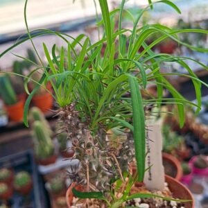 Euphorbia gottlebei