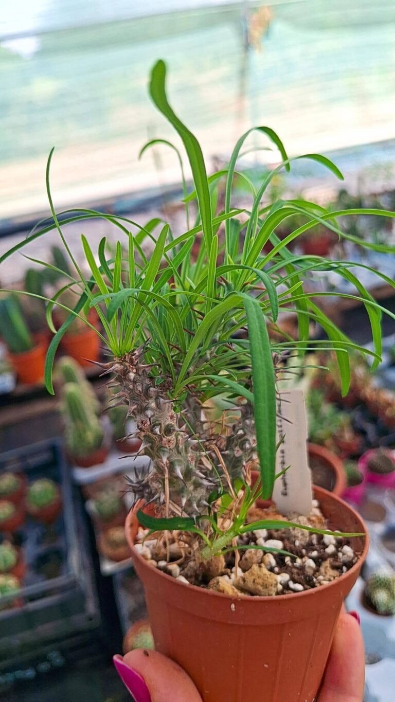 Euphorbia gottlebei