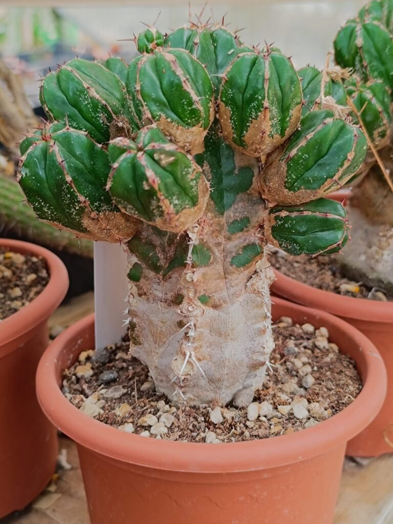 Euphorbia handiensis bonsai