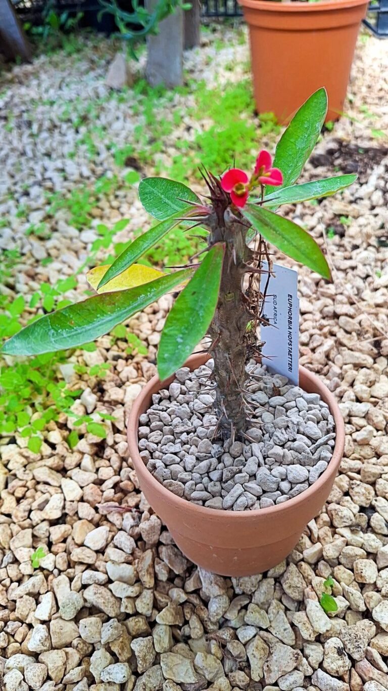 Euphorbia hofstaetteri
