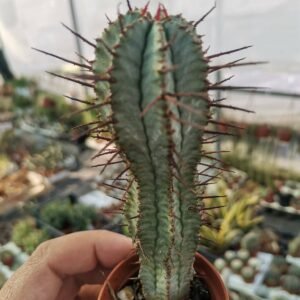 Euphorbia Horrida