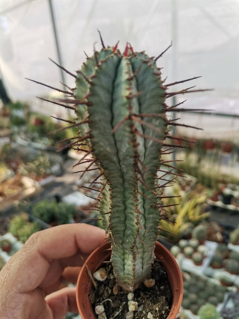 Euphorbia Horrida