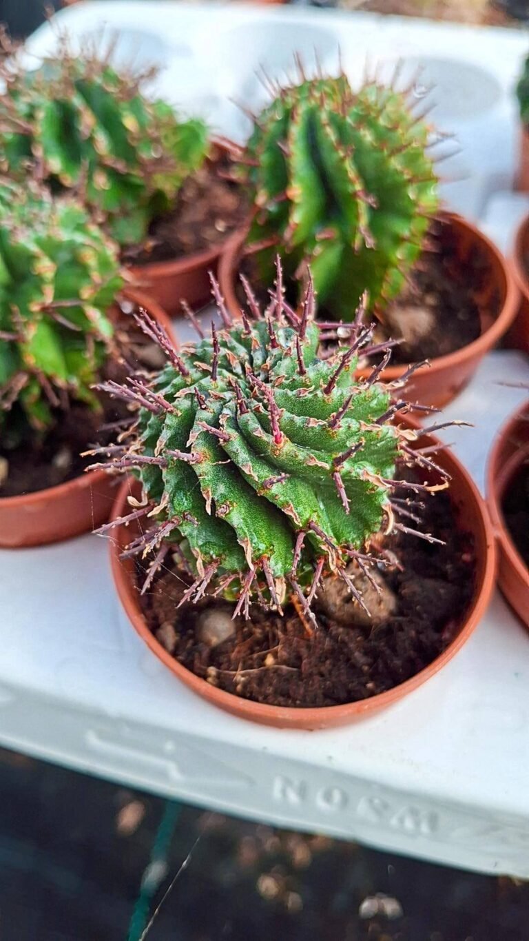Siracactus-euphorbiaceae-Euphorbia-horrida.jpg