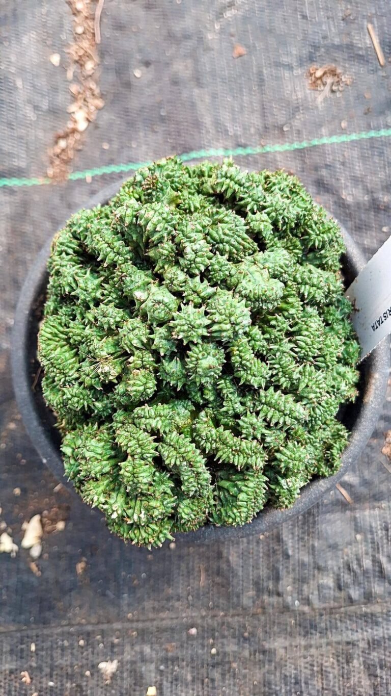 Siracactus-euphorbiaceae-Euphorbia-horrida-crestata-1.jpg