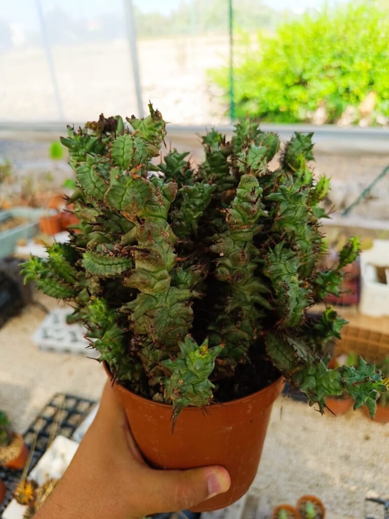 Euphorbia Horrida Kiko f. Mostruosa Big Size