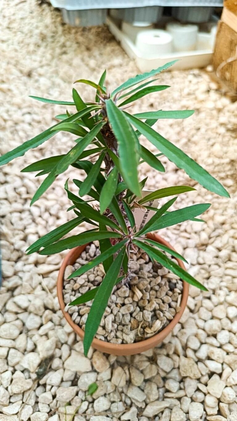 Euphorbia Longifolia