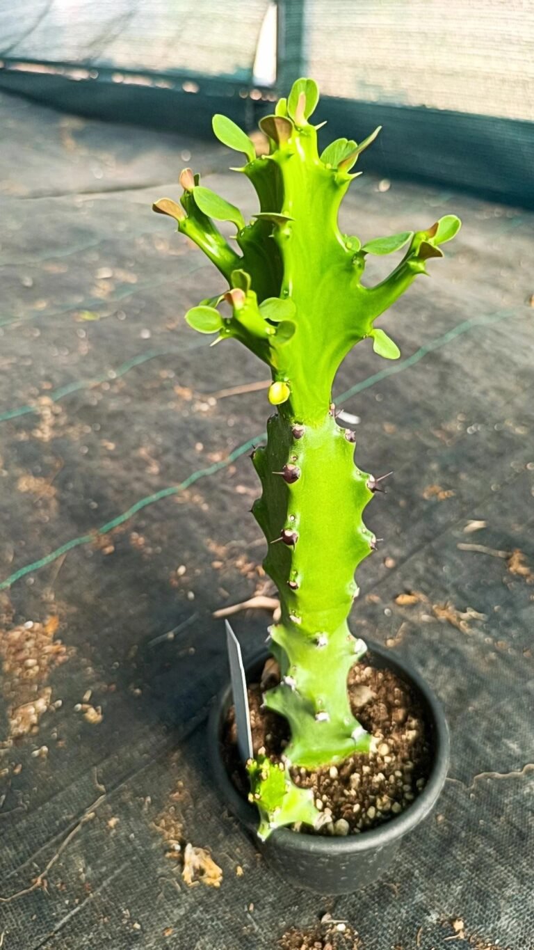 Euphorbia mayurnathanii
