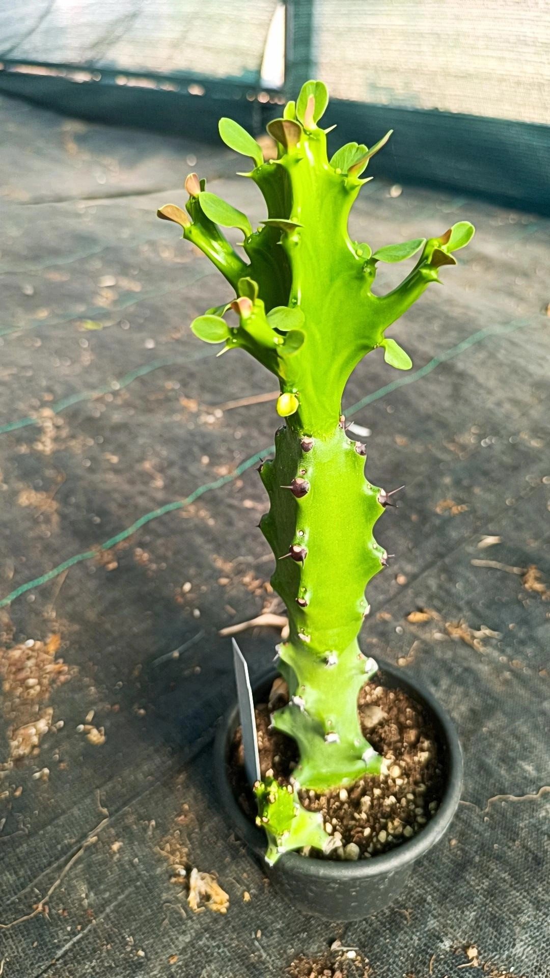 Euphorbia mayurnathanii