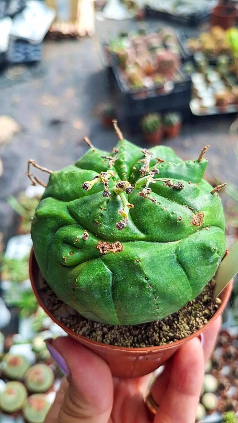 Euphorbia meloformis Hybrid