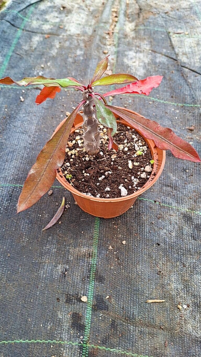 Euphorbia Milii