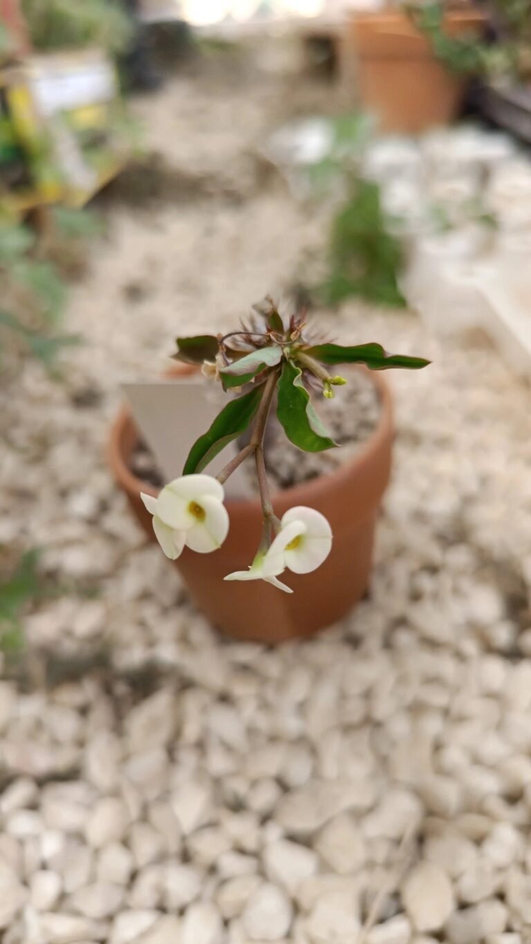 Euphorbia milii f. giallo chiaro/ bianco