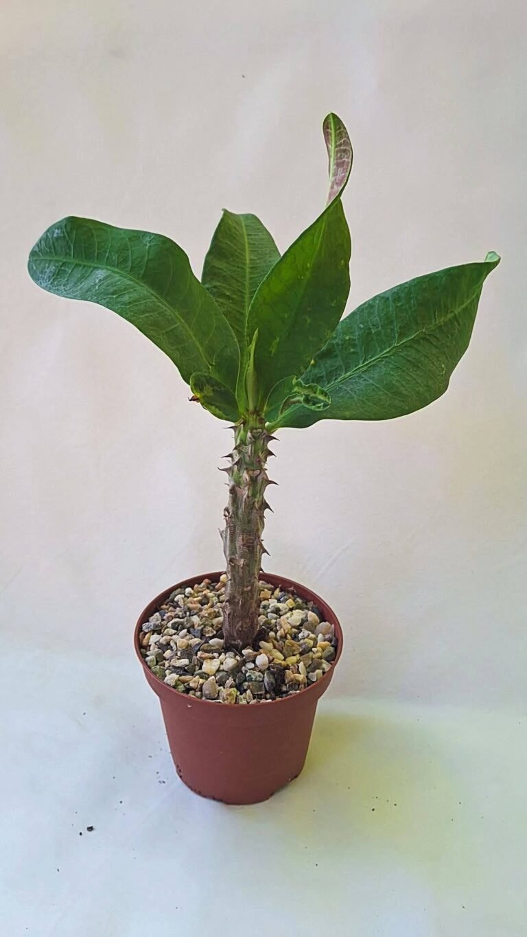 Euphorbia milii grandiflora thai Hybrid sab O raan